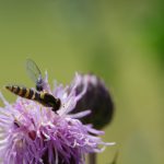 Schwebfliege