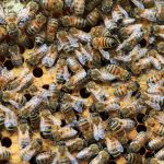 Honigbienen